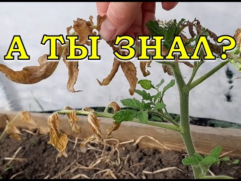 Видео: Подмерзли ПОМИДОРЫ: что делать, чтобы оживить???🍅🍅🍅