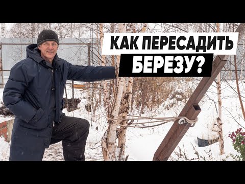 Видео: КАК ПЕРЕСАДИТЬ ДЕРЕВО НА УЧАСТКЕ? Пересадка деревьев.