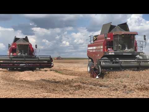 Видео: Гомсельмаш и Палессе: Уборка гороха в ОАО "Колядичи"!