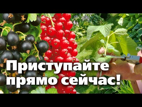 Видео: ЛЕГКИЙ СПОСОБ РАЗМНОЖЕНИЯ РАСТЕНИЙ. ЧЕРЕНКОВАНИЕ СМОРОДИНЫ ЛЕТОМ