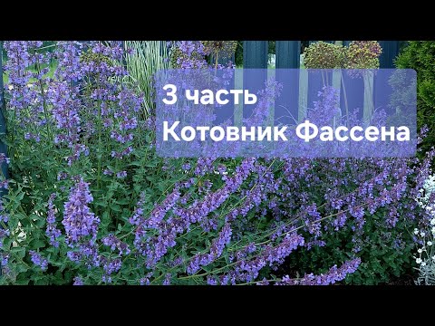 Видео: 3 часть. Котовник Фассена. 23 июня 2024 #котовник #garden #котовникфассена