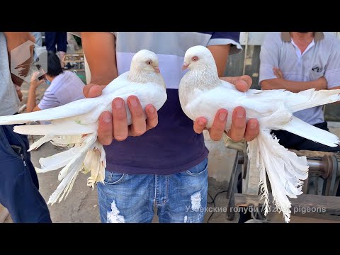 Видео: Птичий рынок г. Ташкент - ГОЛУБИ (31.07.2021) / Uzbek Pigeons