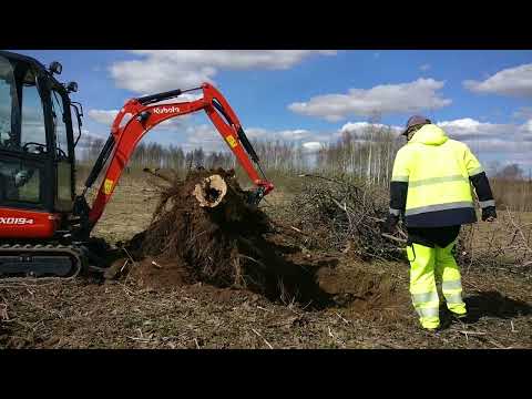 Видео: Как быстро убрать пни на участке. Корчую пень от яблони. Экскаватор Kubota KX 019