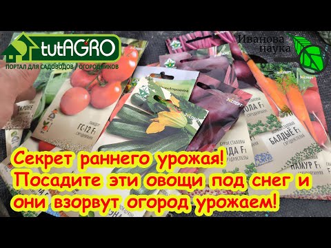 Видео: ДОЛГОЖДАННОЕ ВИДЕО! ЧТО ИЗ ОВОЩЕЙ ПОСЕЯТЬ ПОД ЗИМУ: от традиционных до неожиданных. Правила посева.