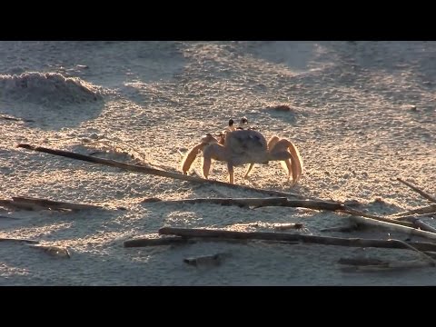 Видео: 8.2. Ракообразные
