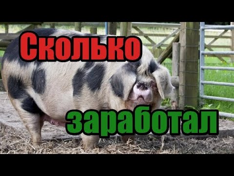 Видео: Сколько за работал на поросятах! Цена на домашнее мясо! Выгодно ли держать свиней! Заработок с мяса!