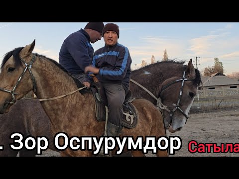 Видео: 2 осурумдун балары 160.000 ден зор оспурупдор сатуга чыкты #атбазар #продажалошадей 