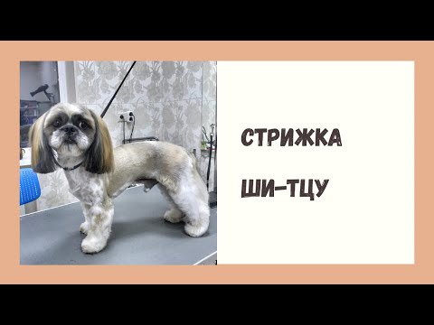 Видео: Стрижка Ши-Тцу