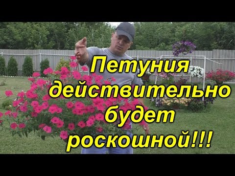 Видео: От этой подкормки ампеля вырастают огромными!