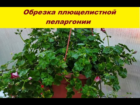 Видео: Обрезка плющелистной пеларгонии