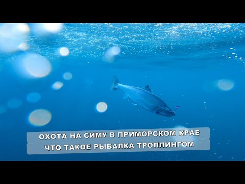 Видео: ТРОЛЛИНГ СИМЫ В ПРИМОРСКОМ КРАЕ / ЧТО ТАКОЕ ТРОЛЛИНГ