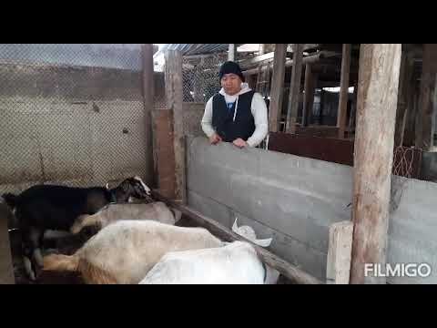Видео: Менің ешкі шаруашылығым, ешкілерім жайында!