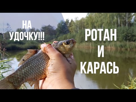 Видео: В очередной раз ЛЕСНОЙ карась!!!