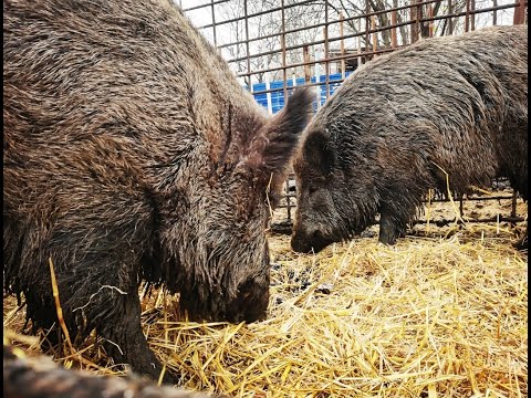Видео: Кабан Фунтик. Долгожданное  видео.