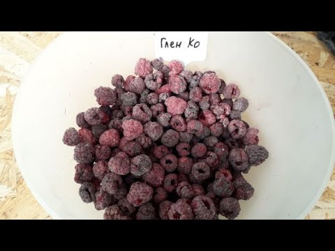 Видео: Фиолетовая малина Глен Кое (Шотландский сорт)