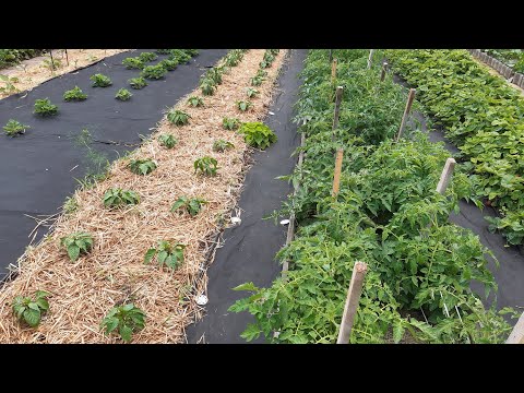 Видео: Экскурсия на супер огород мечты🥒🫑🍅Мой уход за овощами. #огород#сортатоматов#сортаогурцов#теплица