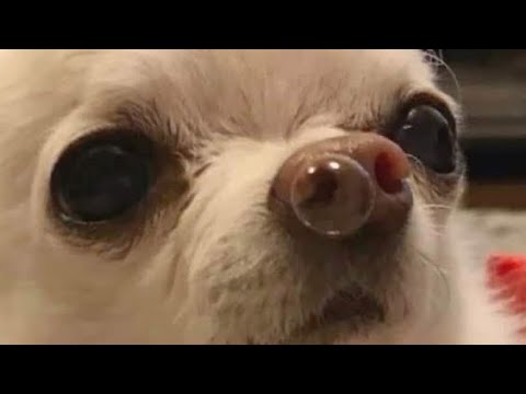 Видео: Подружка колдушка