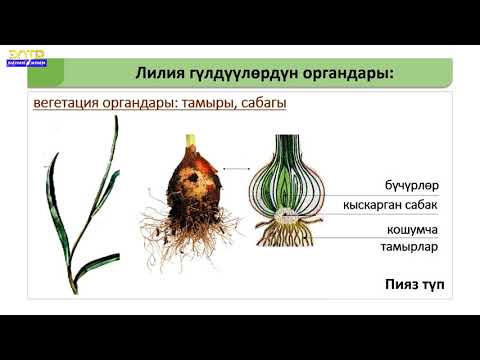 Видео: 6-класс// Биология// Лилия гүлдөр тукуму