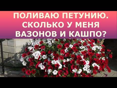 Видео: Поливаю петунию. Сколько у меня вазонов и кашпо?