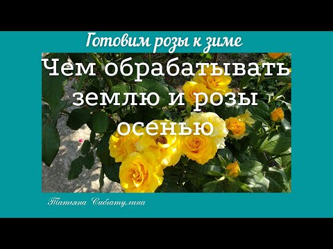 Видео: Уход за розами осенью. Обработа и обогащение земли.