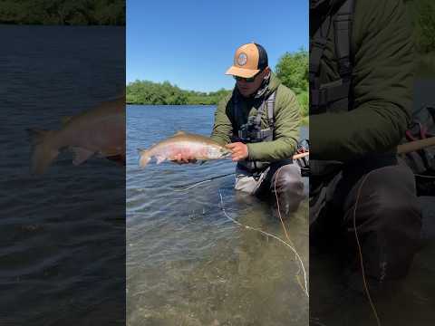 Видео: Ловля СИМЫ на Камчатке. #нахлыст #рыбалка #камчатка #рыбалканакамчатке #сима #kamchatka #flyfishing