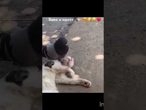 Видео: Вика и идиот🐾🐈😍😘😂❤️