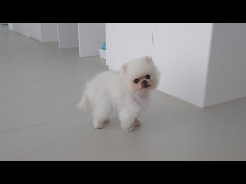 Видео: Причина, по которой владельцу собаки не следует впадать в депрессию