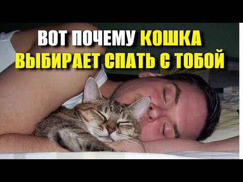 Видео: Тайна сна: почему кошка ложится рядом с тобой?