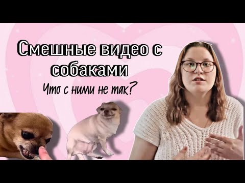 Видео: (Не) смешные видео про собак | Разбор кинолога