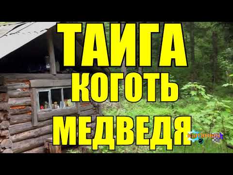 Видео: МЕДВЕЖИЙ КОГОТЬ | ТАЙГА