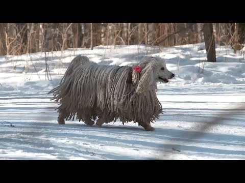 Видео: Собака породы пули. Всё о породе