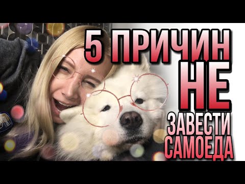 Видео: Пять причин не заводить самоедскую собаку