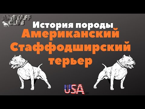 Видео: Американский Стаффордширский Терьер история породы. Все о породе Амстафф. Амстафф клуб/Amstaff club