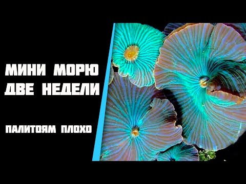 Видео: Две недели моему морскому мини аквариуму. Проблемы с палитоями.