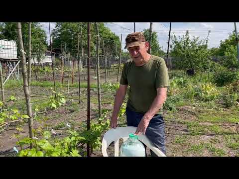 Видео: Внесение кальциевой селитры на винограднике