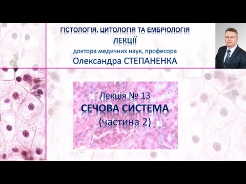 Видео: Гістологія. Лекція 13. Сечова система (частина 2).