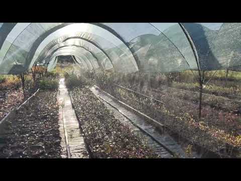 Видео: Саженцы голубики на продажу. Обзор. Ставрополь. 