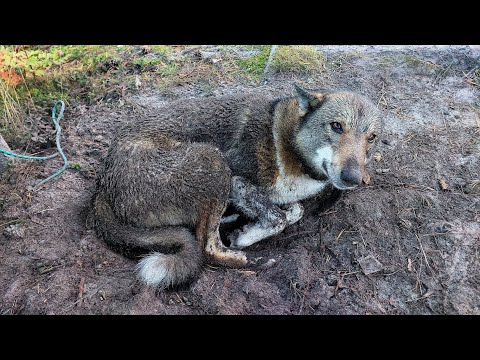 Видео: Спустя ночь в тайге