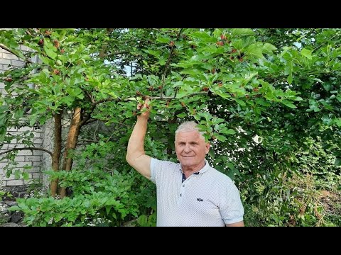 Видео: Польза шелковицы