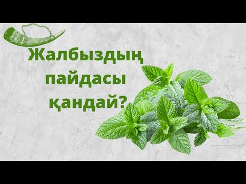 Видео: ЖАЛБЫЗДЫҢ ПАЙДАСЫ ҚАНДАЙ?