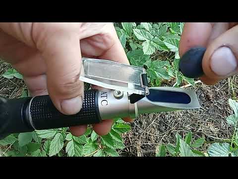 Видео: какой сахар у винограда на 7 сентября