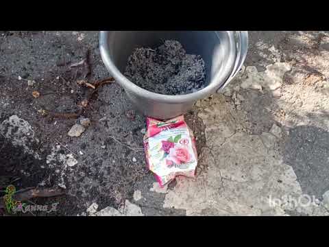 Видео: Удаляю розу "Вестерленд". Опять пересадки! 🤪