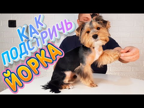 Видео: КАК ПОДСТРИЧЬ ЙОРКА ?🤷‍♀️ ТЕХНИКА ПОЭТАПНО 👏 В ДОМАШНИХ УСЛОВИЯХ 👍 всё в одном видео ❤🐶