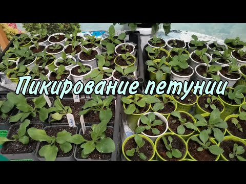 Видео: Петуния 25 дней от посева. Пикирование. Прищипывать или нет?