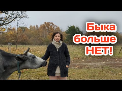 Видео: Бык СБЕЖАЛ и больше его НЕТ в нашем хозяйстве!