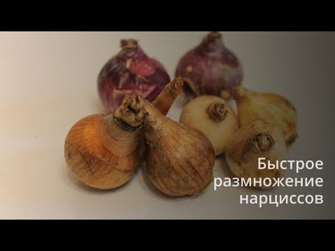 Видео: Быстрое размножение нарциссов