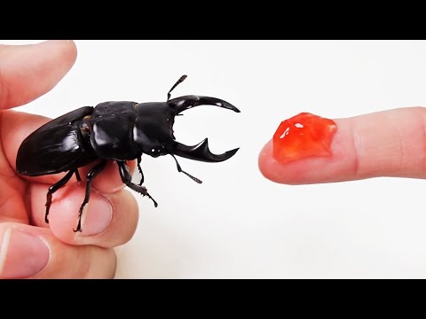 Видео: Дадим желе гигантскому жуку-оленю. (Фу, мой палец!)
