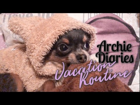 Видео: КУЧЕШКА РУТИНА ПО ВРЕМЕ НА ПОЧИВКА 🐾 | Дневничето на Арчи