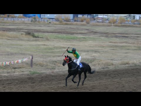 Видео: Скаковой день 23 сентября. Дистанция 3200 м. Блэк Грек