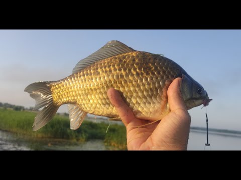 Видео: Карась на фидер. Озеро Чистое 13.06.2025г.